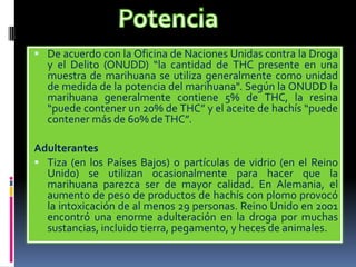  De acuerdo con la Oficina de Naciones Unidas contra la Droga
y el Delito (ONUDD) “la cantidad de THC presente en una
muestra de marihuana se utiliza generalmente como unidad
de medida de la potencia del marihuana". Según la ONUDD la
marihuana generalmente contiene 5% de THC, la resina
“puede contener un 20% de THC” y el aceite de hachís “puede
contener más de 60% deTHC”.
Adulterantes
 Tiza (en los Países Bajos) o partículas de vidrio (en el Reino
Unido) se utilizan ocasionalmente para hacer que la
marihuana parezca ser de mayor calidad. En Alemania, el
aumento de peso de productos de hachís con plomo provocó
la intoxicación de al menos 29 personas. Reino Unido en 2001
encontró una enorme adulteración en la droga por muchas
sustancias, incluido tierra, pegamento, y heces de animales.
 