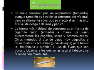  Se suele consumir por vía respiratoria (fumando),
aunque también es posible su consumo por vía oral,
pero es altamente advertido su efecto al ser más alto
el nivel de riesgo a delirios y pánico.
 La forma más habitual de consumo es en forma de
cigarrillo liado (armado) a mano: se usan
directamente los cogollos, secos y desmenuzados.
Otros métodos el uso de pipas muy pequeñas y
de narguiles o cachimbas (pipas de agua) para fumar
la marihuana o también el uso de bunts que son
puros o cigarros a los que se les saca el tabaco y se
rellenan con marihuana.
 