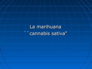 La marihuanaLa marihuana
``cannabis sativa"``cannabis sativa"
 