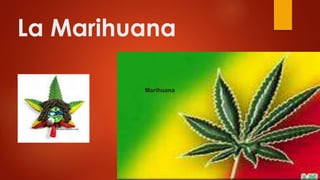 La Marihuana
Marihuana
 