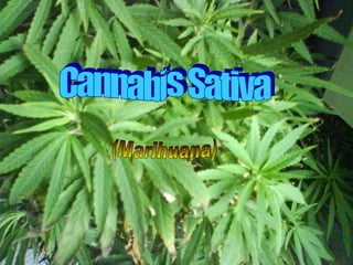 Cannabis Sativa (Marihuana) 