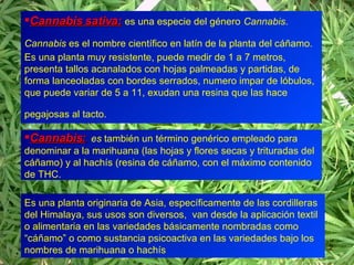 <ul><li>Cannabis sativa:   es una especie del género   Cannabis .  Cannabis  es el nombre científico en latín de la planta...