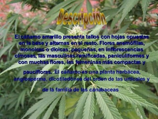 El   cáñamo amarillo presenta tallos con hojas opuestas en la base y alternas en el resto. Flores anemófilas, monoicas o d...