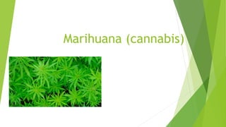 Marihuana (cannabis)
 
