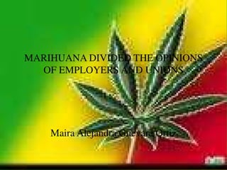 Marihuana divided the opinions of employers and unions