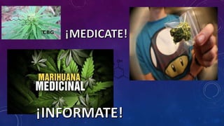 Marihuana medicinal