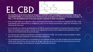 EL CBD• Los científicos de la Universidad de Temple en Filadelfia están investigando los beneficios médicos de
cannabidiol (CBD), un compuesto de la marihuana que no produce los efectos tan fuertes asociados al
THC, y han descubierto que sirven para ayudar a prevenir el dolor neuropático.
• Este cannabinoide es el segundo mayor compuesto encontrado en la marihuana después del THC, tiene
propiedades anti-inflamatorias y analgésicas, pero no los efectos psicoactivos, según los científicos y los
informes de Tom Avril.
• En un estudio con ratones de laboratorio, el CDB se mostró prometedor en la prevención de la clase de
dolor neuropático que pueden resultar de la ingesta del consumo del medicamento paclitaxel ( entre
otros) en los tratamientos de quimioterapia.
• Los ratones que recibieron paclitaxel y también recibieron el CBD son mucho menos sensibles al dolor
que los ratones que recibieron la quimioterapia solamente.
• Los investigadores probaron la sensibilidad en los roedores al dolor con dos pruebas que normalmente
recibe poca reacción los ratones libres de drogas, pero les causa dolor leve en ratones que se les trató
con la quimioterapia. Universidad de Temple, Facultad de Farmacia.
 