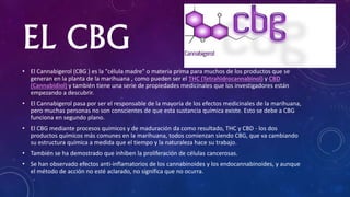 EL CBG
• El Cannabigerol (CBG ) es la "célula madre" o materia prima para muchos de los productos que se
generan en la planta de la marihuana , como pueden ser el THC (Tetrahidrocannabinol) y CBD
(Cannabidiol) y también tiene una serie de propiedades medicinales que los investigadores están
empezando a descubrir.
• El Cannabigerol pasa por ser el responsable de la mayoría de los efectos medicinales de la marihuana,
pero muchas personas no son conscientes de que esta sustancia química existe. Esto se debe a CBG
funciona en segundo plano.
• El CBG mediante procesos químicos y de maduración da como resultado, THC y CBD - los dos
productos químicos más comunes en la marihuana, todos comienzan siendo CBG, que va cambiando
su estructura química a medida que el tiempo y la naturaleza hace su trabajo.
• También se ha demostrado que inhiben la proliferación de células cancerosas.
• Se han observado efectos anti-inflamatorios de los cannabinoides y los endocannabinoides, y aunque
el método de acción no esté aclarado, no significa que no ocurra.
 