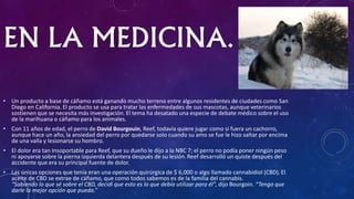 EN LA MEDICINA.
• Un producto a base de cáñamo está ganando mucho terreno entre algunos residentes de ciudades como San
Diego en California. El producto se usa para tratar las enfermedades de sus mascotas, aunque veterinarios
sostienen que se necesita más investigación. El tema ha desatado una especie de debate médico sobre el uso
de la marihuana o cáñamo para los animales.
• Con 11 años de edad, el perro de David Bourgouin, Reef, todavía quiere jugar como si fuera un cachorro,
aunque hace un año, la ansiedad del perro por quedarse solo cuando su amo se fue le hizo saltar por encima
de una valla y lesionarse su hombro.
• El dolor era tan insoportable para Reef, que su dueño le dijo a la NBC 7; el perro no podía poner ningún peso
ni apoyarse sobre la pierna izquierda delantera después de su lesión. Reef desarrolló un quiste después del
accidente que era su principal fuente de dolor.
• Las únicas opciones que tenía eran una operación quirúrgica de $ 6,000 o algo llamado cannabidiol (CBD).El
aceite de CBD se extrae de cáñamo, que como todos sabemos es de la familia del cannabis.
“Sabiendo lo que sé sobre el CBD, decidí que esto es lo que debía utilizar para él”, dijo Bourgoin. “Tengo que
darle la mejor opción que pueda.”
 