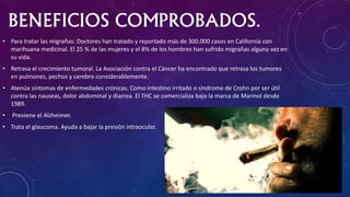 BENEFICIOS COMPROBADOS.
• Para tratar las migrañas: Doctores han tratado y reportado más de 300.000 casos en California con
marihuana medicinal. El 25 % de las mujeres y el 8% de los hombres han sufrido migrañas alguna vez en
su vida.
• Retrasa el crecimiento tumoral. La Asociación contra el Cáncer ha encontrado que retrasa los tumores
en pulmones, pechos y cerebro considerablemente.
• Atenúa síntomas de enfermedades crónicas. Como intestino irritado o síndrome de Crohn por ser útil
contra las nauseas, dolor abdominal y diarrea. El THC se comercializa bajo la marca de Marinol desde
1989.
• Previene el Alzheimer.
• Trata el glaucoma. Ayuda a bajar la presión intraocular.
 