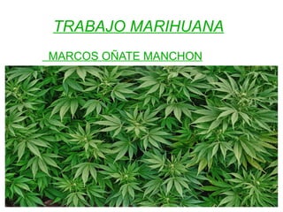 TRABAJO MARIHUANA
MARCOS OÑATE MANCHON
 