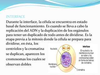 INTERFACE
Durante la interface, la célula se encuentra en estado
basal de funcionamiento. Es cuando se lleva a cabo la
replicación del ADN y la duplicación de los orgánulos
para tener un duplicado de todo antes de dividirse. Es la
etapa previa a la mitosis donde la célula se prepara para
dividirse, en ésta, los
centriolos y la cromatina
se duplican, aparecen los
cromosomas los cuales se
observan dobles
 