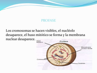PROFASE
Los cromosomas se hacen visibles, el nucléolo
desaparece, el huso mitótico se forma y la membrana
nuclear desaparece.
 