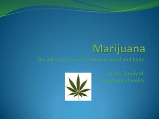 Marijuana The affects it has on the human mind and body. In the  family of: Distortion of reality 