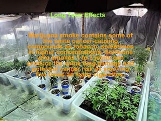 Long Term Effects Marijuana smoke contains some of the same cancer-causing compounds as tobacco, sometimes in higher concentrations. Someone who smokes 1 to 3 joints can produce the same lung damage and potential cancer risk as smoking five times as many cigarettes.   
