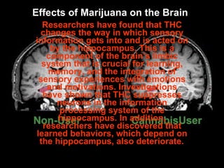 Effects of Marijuana on the Brain Researchers have found that THC changes the way in which sensory information gets into and is acted on by the hippocampus. This is a component of the brain’s limbic system that is crucial for learning, memory, and the integration of sensory experiences with emotions and motivations. Investigations have shown that THC suppresses neurons in the information processing system of the hippocampus. In addition, researchers have discovered that learned behaviors, which depend on the hippocampus, also deteriorate.   