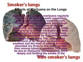 Effects of Marijuana on the Lungs   Someone who smokes marijuana regularly may have many of the same respiratory problems that tobacco smokers have. These individuals may have daily cough and phlegm, symptoms of chronic bronchitis, and more frequent chest colds. Continuing to smoke marijuana can lead to abnormal functioning of lung tissue injured or destroyed by marijuana smoke.     Regardless of the THC content, the amount of tar inhaled by marijuana smokers and the level of carbon monoxide absorbed are three to five times greater than among tobacco smokers. This may be due to marijuana users inhaling more deeply and holding the smoke in the lungs. 