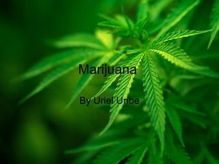 Marijuana

By Uriel Uribe
 