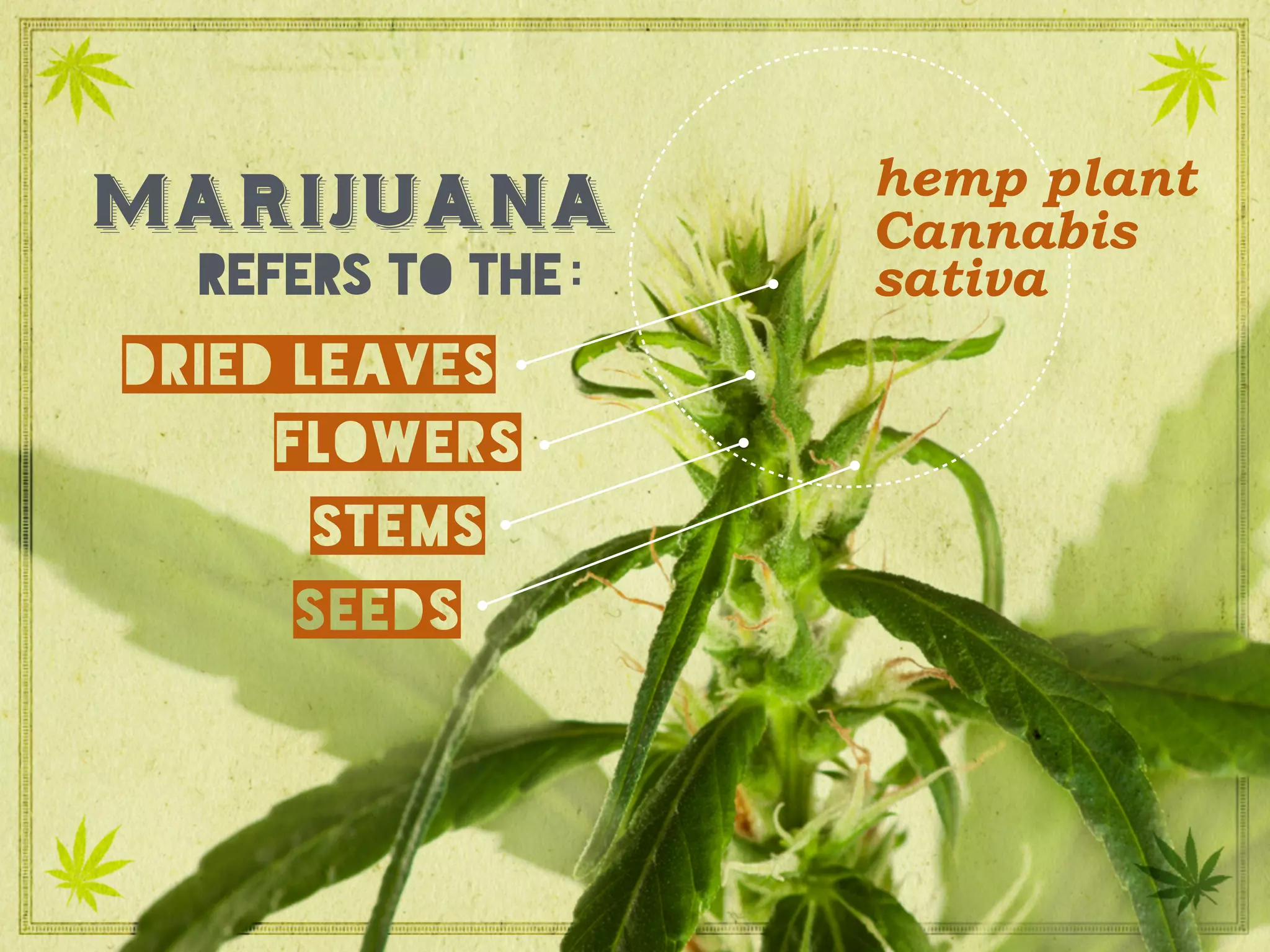 dried leaves
flowers
stems
seeds
hemp plant
marijuana
refers to the :
Cannabis
sativa
 