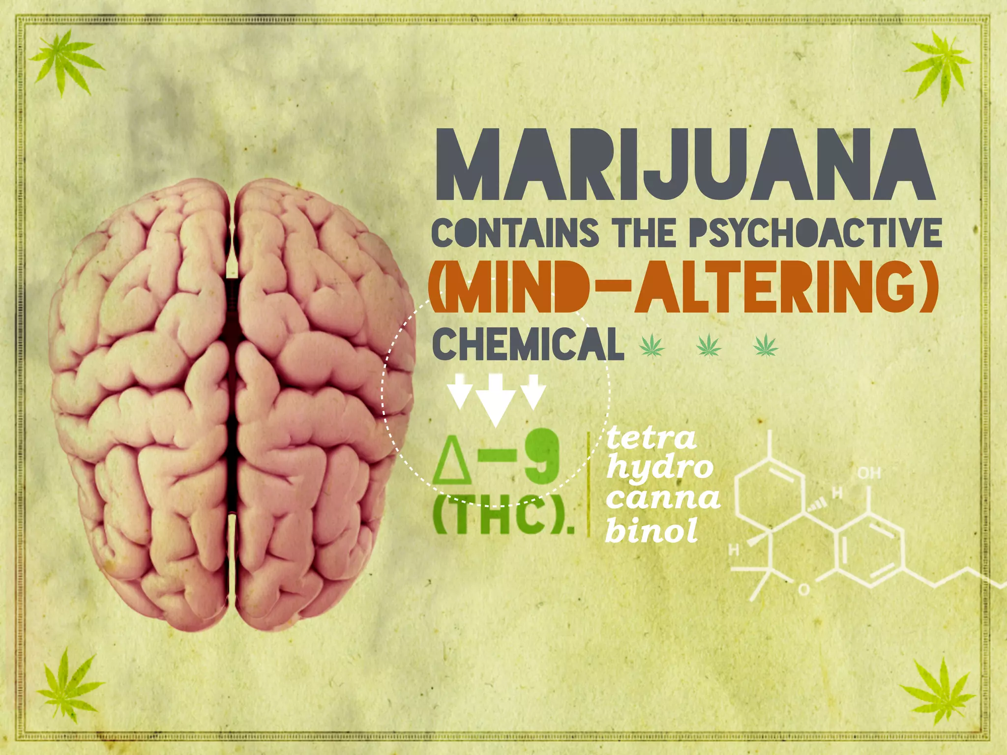 (THC) Tetrahydrocannabinolcontains the psychoactive
marijuana
(mind-altering)
chemical
tetra
hydro
canna
binol
 