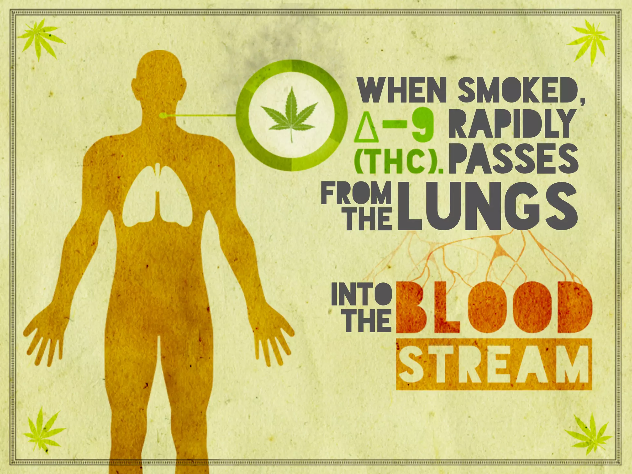 Blood Stream
into
the
from
thelungs
passes
rapidly
when smoked,
 