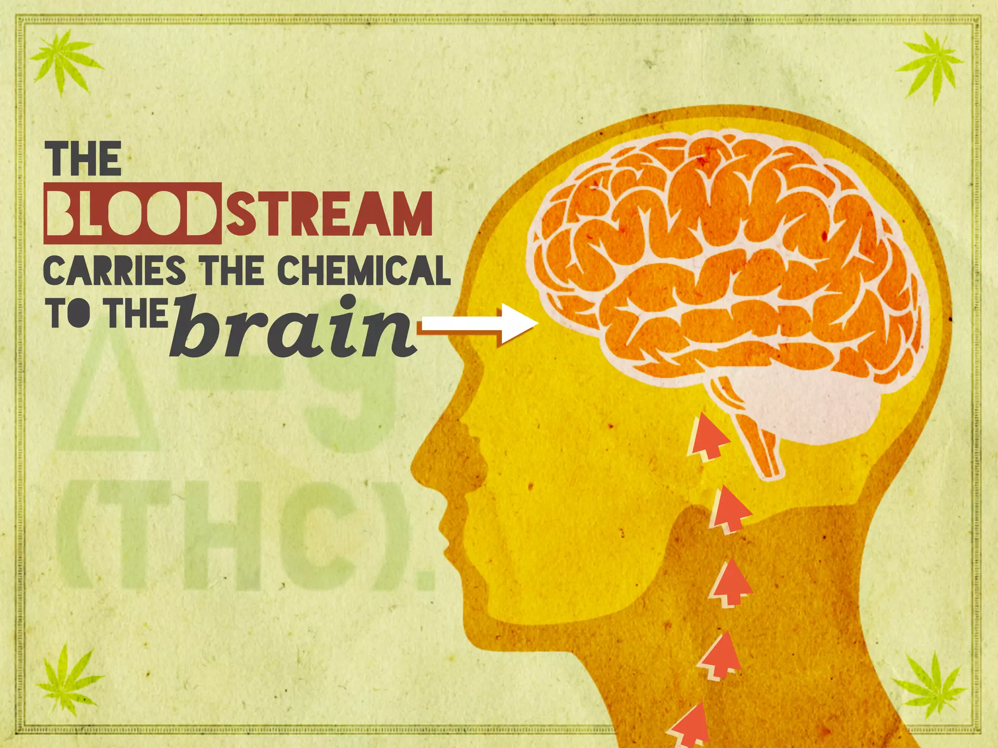 the
carries the chemical
brain
blood
to the
stream
 
