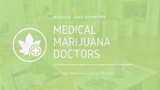 MEDICAL
MARIJUANA
DOCTORS
MIRACLE LEAF CLEMATIS
Get Your Medical Card in 14 Days
 