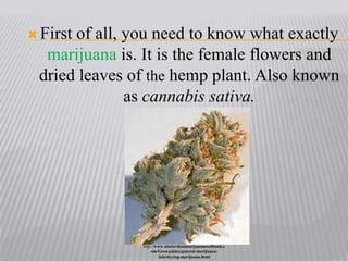 First of all, you need to know what exactly marijuana is. It is the female flowers and dried leaves of the hemp plant. Also known as cannabis sativa.http://www.amsterdammarijuanaseedbank.com/Growguides/general-marijuana-info/drying-marijuana.html