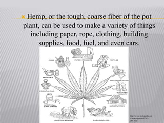 Hemp, or the tough, coarse fiber of the pot plant, can be used to make a variety of things including paper, rope, clothing, building supplies, food, fuel, and even cars.http://www.hort.purdue.edu/newcrop/ncnu02/v5-284.html