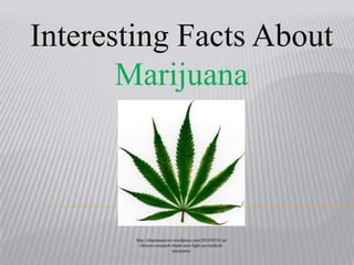 Interesting Facts About Marijuana http://chapmannews.wordpress.com/2010/03/01/professors-research-sheds-new-light-on-medical-marijuana/ 