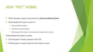 HOW “POT” WORKS
 Works through a unique system known as Endocannabinoid System
 Endocannabinoid system consists of
 Endocannabinoid receptors
 Cannabinoid neurotransmitters
 Physiological effects made of communication existing within the system
Endocannabinoid receptors include:
 CB1 Receptors: Greatly exposed in the CNS
 CB2 Receptors: Greatly Exposed in the immune system
 