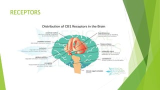 RECEPTORS
 