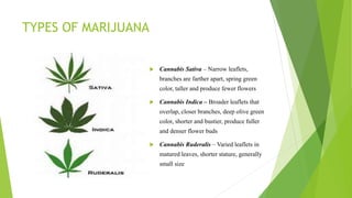 TYPES OF MARIJUANA
 Cannabis Sativa – Narrow leaflets,
branches are farther apart, spring green
color, taller and produce fewer flowers
 Cannabis Indica – Broader leaflets that
overlap, closer branches, deep olive green
color, shorter and bustier, produce fuller
and denser flower buds
 Cannabis Ruderalis – Varied leaflets in
matured leaves, shorter stature, generally
small size
 