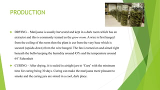 PRODUCTION
 DRYING – Marijuana is usually harvested and kept in a dark room which has an
extractor and this is commonly termed as the grow room. A wire is first hanged
from the ceiling of the room then the plant is cut from the very base which is
secured (upside-down) from the wire hanged. The fan is turned on and aimed right
beneath the bulbs keeping the humidity around 45% and the temperature around
64˚ Fahrenheit
 CURING – After drying, it is sealed in airtight jars to ‘Cure’ with the minimum
time for curing being 30 days. Curing can make the marijuana more pleasant to
smoke and the curing jars are stored in a cool, dark place.
 