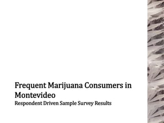 Frequent Marijuana Consumers in
Montevideo
Respondent Driven Sample Survey Results
 