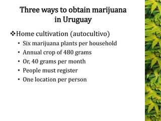 Three ways to obtain marijuana
in Uruguay
Home cultivation (autocultivo)
• Six marijuana plants per household
• Annual crop of 480 grams
• Or, 40 grams per month
• People must register
• One location per person
 