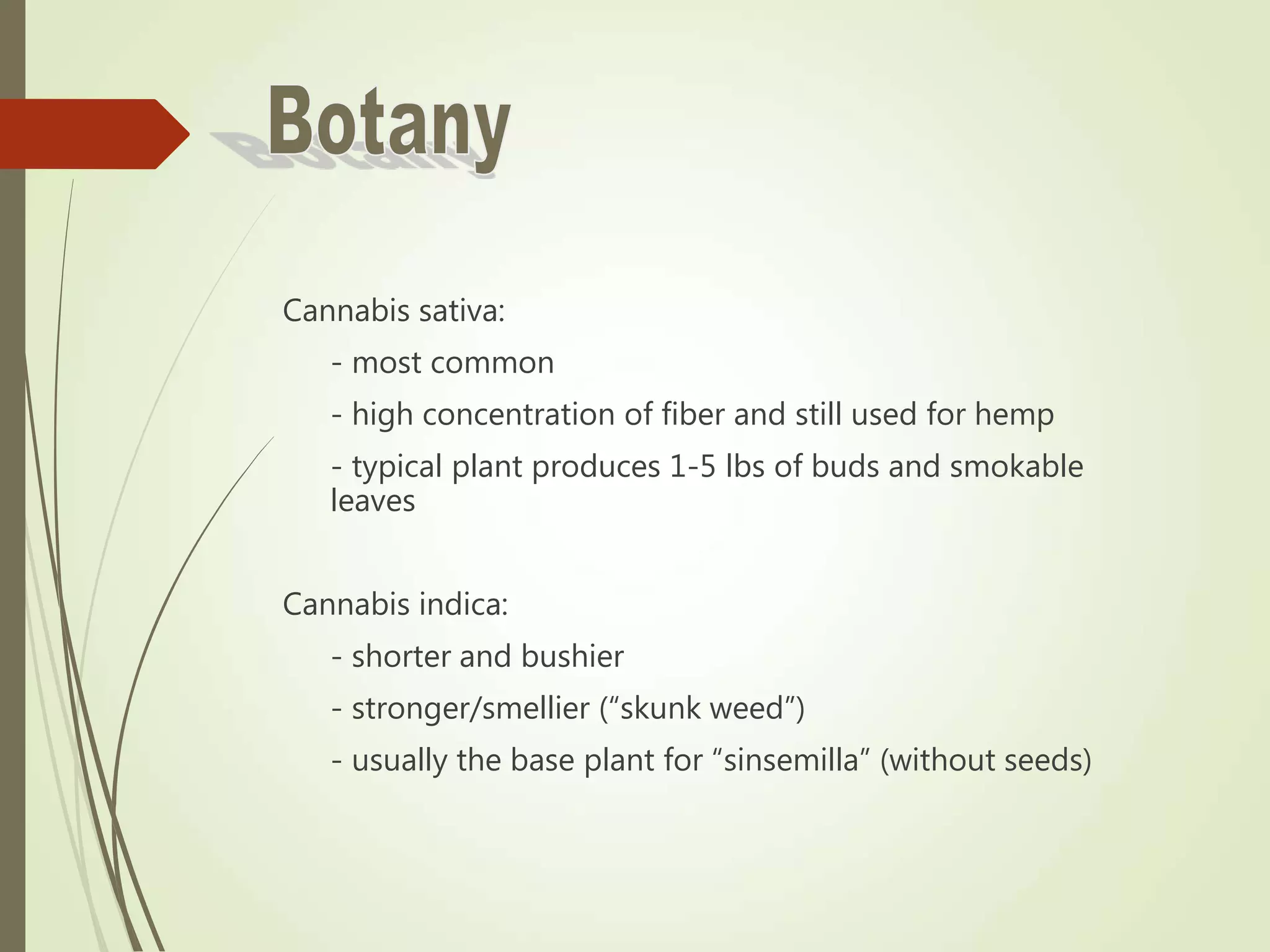 Cannabis sativa:
- most common
- high concentration of fiber and still used for hemp
- typical plant produces 1-5 lbs of buds and smokable
leaves
Cannabis indica:
- shorter and bushier
- stronger/smellier (“skunk weed”)
- usually the base plant for “sinsemilla” (without seeds)
 