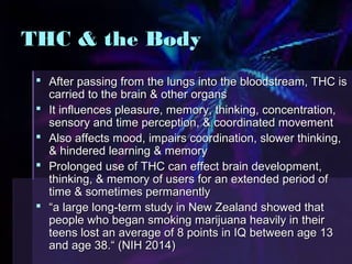 TTHHCC && tthhee BBooddyy 
 AAfftteerr ppaassssiinngg ffrroomm tthhee lluunnggss iinnttoo tthhee bbllooooddssttrreeaamm,, TTHHCC iiss 
ccaarrrriieedd ttoo tthhee bbrraaiinn && ootthheerr oorrggaannss 
 IItt iinnfflluueenncceess pplleeaassuurree,, mmeemmoorryy,, tthhiinnkkiinngg,, ccoonncceennttrraattiioonn,, 
sseennssoorryy aanndd ttiimmee ppeerrcceeppttiioonn,, && ccoooorrddiinnaatteedd mmoovveemmeenntt 
 AAllssoo aaffffeeccttss mmoooodd,, iimmppaaiirrss ccoooorrddiinnaattiioonn,, sslloowweerr tthhiinnkkiinngg,, 
&& hhiinnddeerreedd lleeaarrnniinngg && mmeemmoorryy 
 PPrroolloonnggeedd uussee ooff TTHHCC ccaann eeffffeecctt bbrraaiinn ddeevveellooppmmeenntt,, 
tthhiinnkkiinngg,, && mmeemmoorryy ooff uusseerrss ffoorr aann eexxtteennddeedd ppeerriioodd ooff 
ttiimmee && ssoommeettiimmeess ppeerrmmaanneennttllyy 
 ““aa llaarrggee lloonngg--tteerrmm ssttuuddyy iinn NNeeww ZZeeaallaanndd sshhoowweedd tthhaatt 
ppeeooppllee wwhhoo bbeeggaann ssmmookkiinngg mmaarriijjuuaannaa hheeaavviillyy iinn tthheeiirr 
tteeeennss lloosstt aann aavveerraaggee ooff 88 ppooiinnttss iinn IIQQ bbeettwweeeenn aaggee 1133 
aanndd aaggee 3388..““ ((NNIIHH 22001144)) 
 