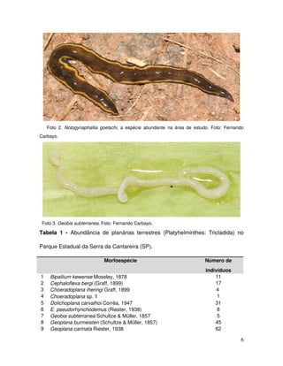      Foto   2.  Notogynaphallia   goetschi,   a  espécie   abundante   na  área   de   estudo.   Foto:   Fernando 
Carbayo.




  Foto 3. Geobia subterranea. Foto: Fernando Carbayo.

Tabela   1   ­  Abundância   de   planárias   terrestres   (Platyhelminthes:   Tricladida)   no 

Parque Estadual da Serra da Cantareira (SP). 

                                   Morfoespécie                                            Número de 
                                                                                            indivíduos
1     Bipallium kewense Moseley, 1878                                                           11
2     Cephaloflexa bergi (Graff, 1899)                                                          17
3     Choeradoplana iheringi Graff, 1899                                                         4 
4     Choeradoplana sp. 1                                                                        1
5     Dolichoplana carvalhoi Corrêa, 1947                                                       31
6     E. pseudorhynchodemus (Riester, 1938)                                                      8
7     Geobia subterranea Schultze & Müller, 1857                                                 5
8     Geoplana burmeisteri (Schultze & Müller, 1857)                                            45
9     Geoplana carinata Riester, 1938                                                           62

                                                                                                               6
 