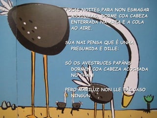 POLAS NOITES,PARA NON ESMAGAR AS PLUMAS, DORME COA CABEZA ENTERRADA NA AREA E A COLA AO AIRE. SÚA NAI PENSA QUE É UNHA PRESUMIDA E DILLE: SÓ OS AVESTRUCES PAPÁNS DORMEN COA CABEZA ACOCHADA NO CHAN! PERO MARILUZ NON LLE FAI CASO NINGÚN. 
