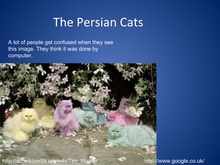 The Persian Cats A lot of people get confused when they see this image. They think it was done by computer. http://en.wikipedia.org/wiki/Tim_Walker http://www.google.co.uk/ 