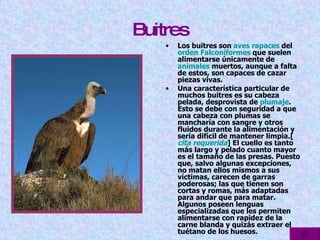 Buitres Los buitres son  aves rapaces  del  orden   Falconiformes  que suelen alimentarse únicamente de  animales  muertos, aunque a falta de estos, son capaces de cazar piezas vivas.  Una característica particular de muchos buitres es su cabeza pelada, desprovista de  plumaje . Esto se debe con seguridad a que una cabeza con plumas se mancharía con sangre y otros fluidos durante la alimentación y sería difícil de mantener limpia.[ cita requerida ] El cuello es tanto más largo y pelado cuanto mayor es el tamaño de las presas. Puesto que, salvo algunas excepciones, no matan ellos mismos a sus víctimas, carecen de garras poderosas; las que tienen son cortas y romas, más adaptadas para andar que para matar. Algunos poseen lenguas especializadas que les permiten alimentarse con rapidez de la carne blanda y quizás extraer el tuétano de los huesos.  