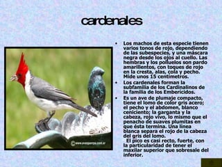 cardenales Los machos de esta especie tienen varios tonos de rojo, dependiendo de las subespecies, y una máscara negra desde los ojos al cuello. Las hembras y los polluelos son pardo amarillentos, con toques de rojo en la cresta, alas, cola y pecho. Mide unos 15 centímetros.  Los cardenales forman la subfamilia de los Cardinalinos de la familia de los Emberícidos.  Es un ave de plumaje compacto, tiene el lomo de color gris acero; el pecho y el abdomen, blanco ceniciento; la garganta y la cabeza, rojo vivo, lo mismo que el penacho de suaves plumitas en que ésta termina. Una línea blanca separa el rojo de la cabeza del gris del lomo.   El pico es casi recto, fuerte, con la particularidad de tener el maxilar superior que sobresale del inferior. 