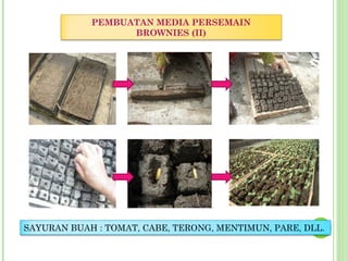 PEMBUATAN MEDIA PERSEMAIN
BROWNIES (II)
SAYURAN BUAH : TOMAT, CABE, TERONG, MENTIMUN, PARE, DLL.
 
