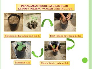 PENANAMAN BENIH SAYURAN BUAH
KE POT / POLIBAG / WADAH VERTIKULTUR
Siapkan media tanam dan benih Buat lubang di tengah media
Tanam benih pada wadahTanaman siap
 
