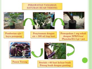 PERAWATAN TANAMAN
SAYURAN BUAH TERONG
Pemberian ajir /
kayu penopang
Pemupukan 1 mg sekali
dengan NPK/Urea/
Phonska/ZA 3 gr / pot
Penyiraman dengan
air ± 500 ml tiap hari
Setelah ± 60 hari keluar buah
Potong buah dengan gunting
Panen Terong
 