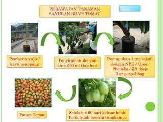 PERAWATAN TANAMAN
SAYURAN BUAH TOMAT
Pemberian ajir /
kayu penopang
Pemupukan 1 mg sekali
dengan NPK / Urea /
Phonska / ZA dosis
3 gr perpolibag
Penyiraman dengan
air ± 500 ml tiap hari
Setelah ± 60 hari keluar buah
Petik buah beserta tangkainya
Panen Tomat
 