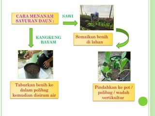 KANGKUNG
BAYAM
Taburkan benih ke
dalam polibag
kemudian disiram air
Semaikan benih
di lahan
Pindahkan ke pot /
polibag / wadah
vertikultur
SAWI
 