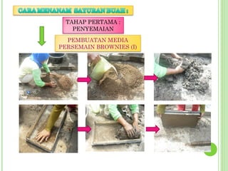 TAHAP PERTAMA :
PENYEMAIAN
PEMBUATAN MEDIA
PERSEMAIN BROWNIES (I)
 