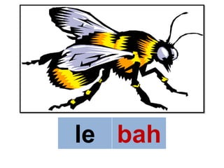 le bah
 